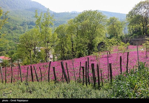 اشکورات پایتخت گل گاو زبان ایران