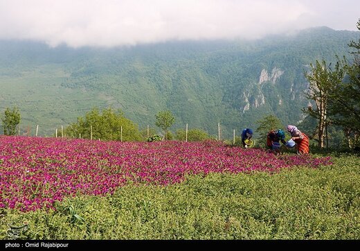 اشکورات پایتخت گل گاو زبان ایران