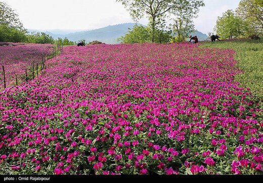 اشکورات پایتخت گل گاو زبان ایران