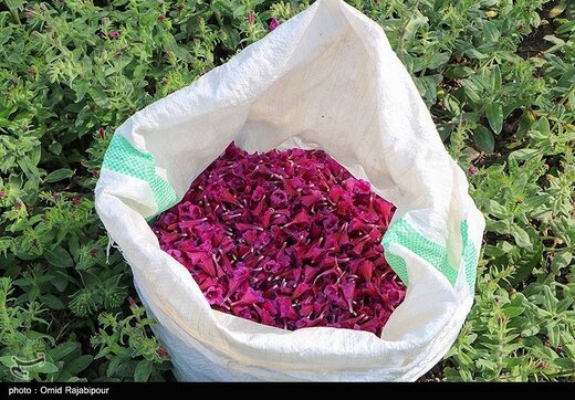 اشکورات پایتخت گل گاو زبان ایران