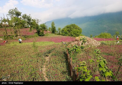 اشکورات پایتخت گل گاو زبان ایران