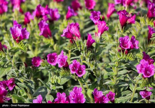 اشکورات پایتخت گل گاو زبان ایران