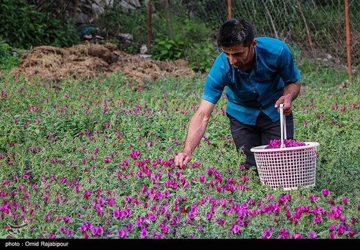اشکورات پایتخت گل گاو زبان ایران