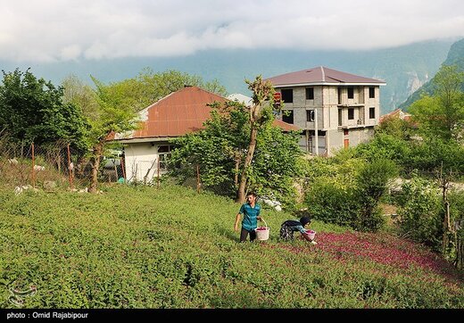 اشکورات پایتخت گل گاو زبان ایران