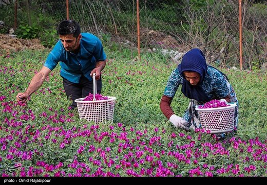 اشکورات پایتخت گل گاو زبان ایران