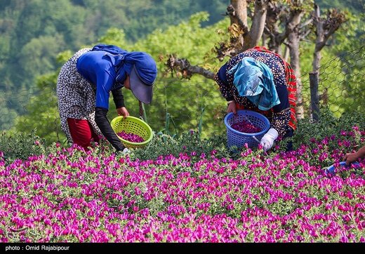 اشکورات پایتخت گل گاو زبان ایران