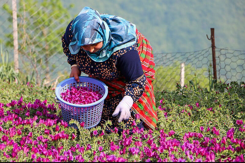 تصاویر | گشتی در پایتخت گل گاو زبان ایران