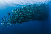 اقیانوس موجودی زنده و دارای حقوق ذاتی است؟