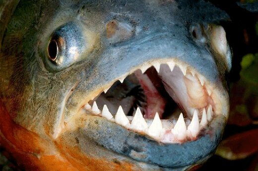 ببینید | خارج کردن ده‌ها ماهی از دهان یک ماهی غول پیکر