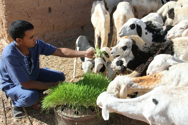 تولید علوفه هیدروپونیک در صنعت خوراک دام