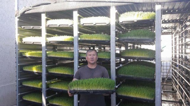 خ تولید علوفه هیدروپونیک در صنعت خوراک دام