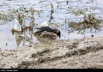 زاینده رود نیمه جان
