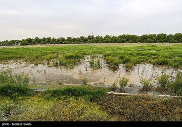 زاینده رود نیمه جان
