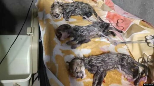One of Asiatic Cheetah Cubs in Iran perished