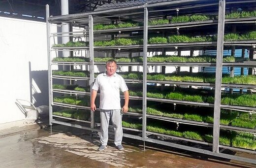 تولید علوفه هیدروپونیک در صنعت خوراک دام تولید علوفه هیدروپونیک در صنعت خوراک دام