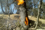ببینید | آتش زدن یک کنده درخت در جنگل‌های رویان توسط چند شهروند بی‌فکر