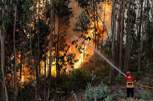 ببینید | حضور آتش‌نشانی برای اطفای حریق در جنگل رویان