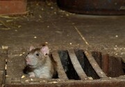 نقش موش‌ها در تولید بیماری‌های ناشناخته آینده