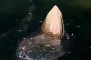 ببینید |  نهنگ براید درحال تغذیه در خلیج تایلند