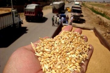 خرید تضمینی گندم در مازندران از مرز 50 هزار تن گذشت