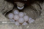 ببینید | تخم‌گذاری لاک پشت پوزه عقابی در سواحل قشم