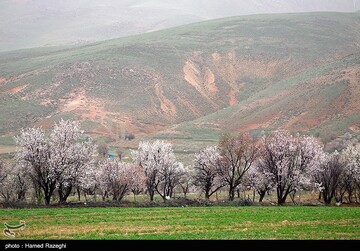 شکوفه های بهاری ابهر - زنجان