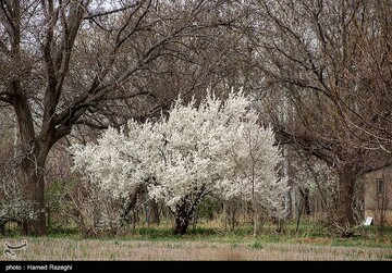 شکوفه های بهاری ابهر - زنجان