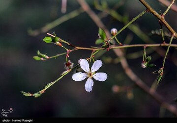 شکوفه های بهاری ابهر - زنجان