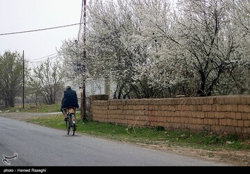 شکوفه های بهاری ابهر - زنجان