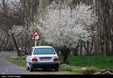 شکوفه های بهاری ابهر - زنجان