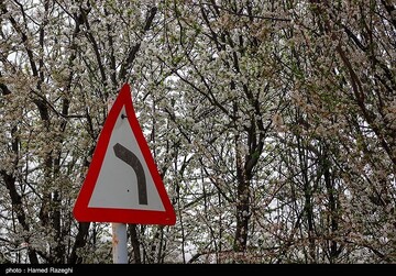 شکوفه های بهاری ابهر - زنجان