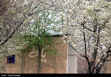 شکوفه های بهاری ابهر - زنجان
