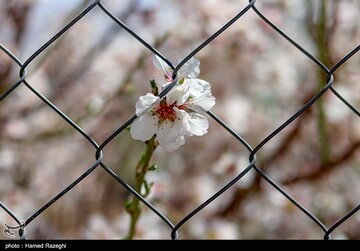 شکوفه های بهاری ابهر - زنجان