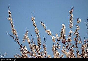 شکوفه های بهاری ابهر - زنجان