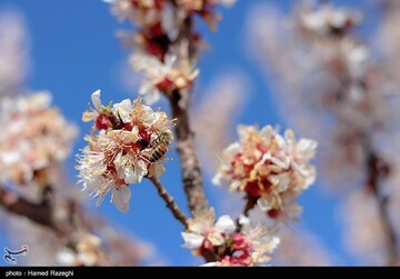 شکوفه های بهاری ابهر - زنجان