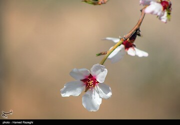 شکوفه های بهاری ابهر - زنجان