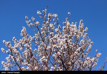 شکوفه های بهاری ابهر - زنجان