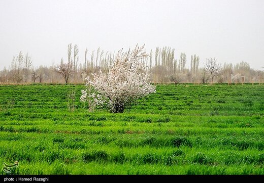 شکوفه های بهاری ابهر - زنجان