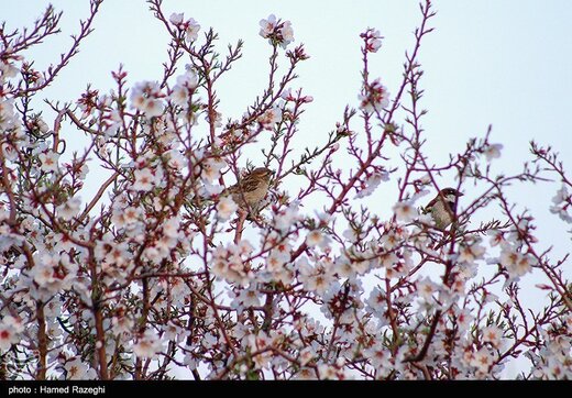 شکوفه های بهاری ابهر - زنجان