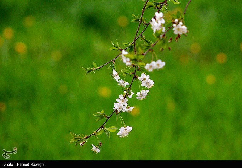 تصاویر | حال و هوای خوش شکوفه‌های بهاری در کوچه و پس‌کوچه‌های ابهر