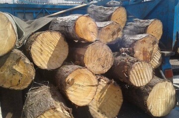 کشف بیش از ۱۰۰تن محموله چوب قاچاق در قزوین 