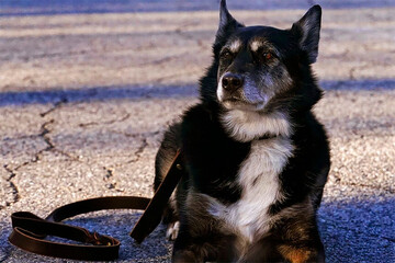 سگهای ولگرد گلوی کودک ۴ساله را دریدند سگهای ولگرد گلوی کودک ۴ساله را دریدند