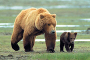 ببینید | تصاویر زیبا و دل‌انگیز از شیر دادن خرس قهوه‌ای به بچه‌اش