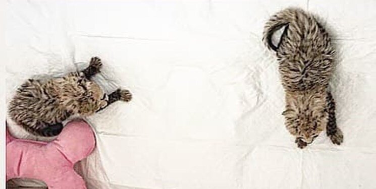 «ایران» تولههایش را شیر نداد/ تصاویر یوزپلنگانی که از دست انسان شیر میخورند