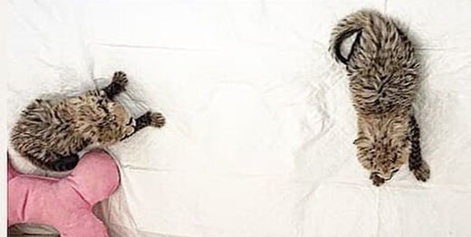 تصویری غمانگیز از «ایران»؛ یوزپلنگ مادر هم مریض شد؟ تصویری غمانگیز از «ایران»؛ یوزپلنگ مادر هم مریض شد؟