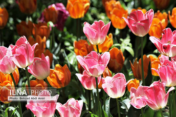 تصاویر | باغ لاله‌های آسارا