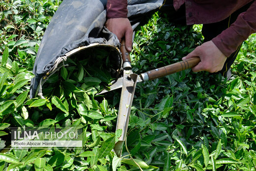 جشنواره چای در املش گیلان