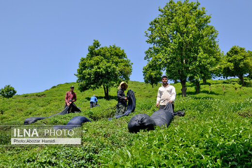 جشنواره چای در املش گیلان