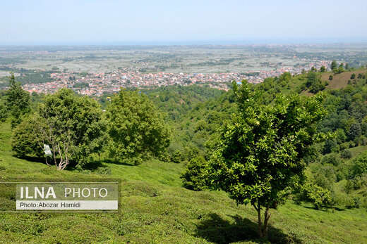 جشنواره چای در املش گیلان
