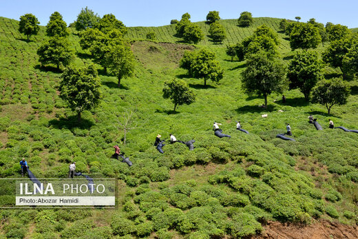 جشنواره چای در املش گیلان